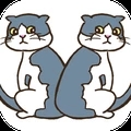 猫的错误